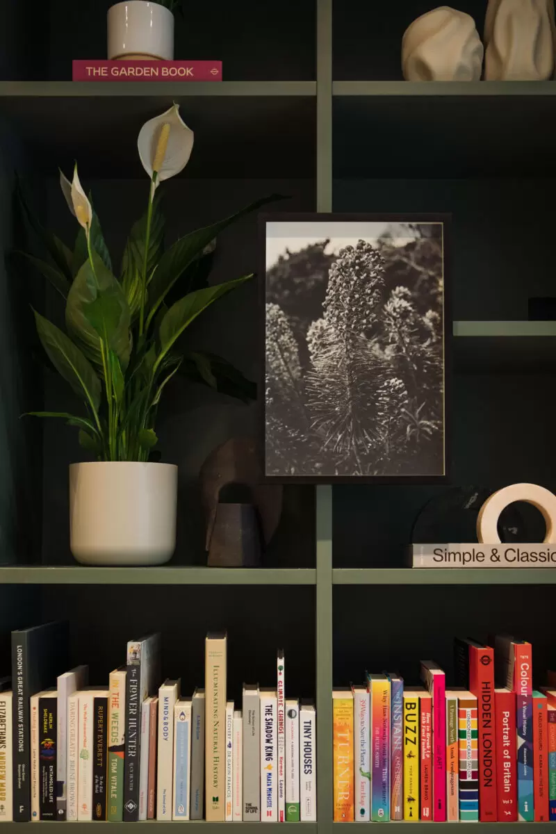 art plant and books on a shelf