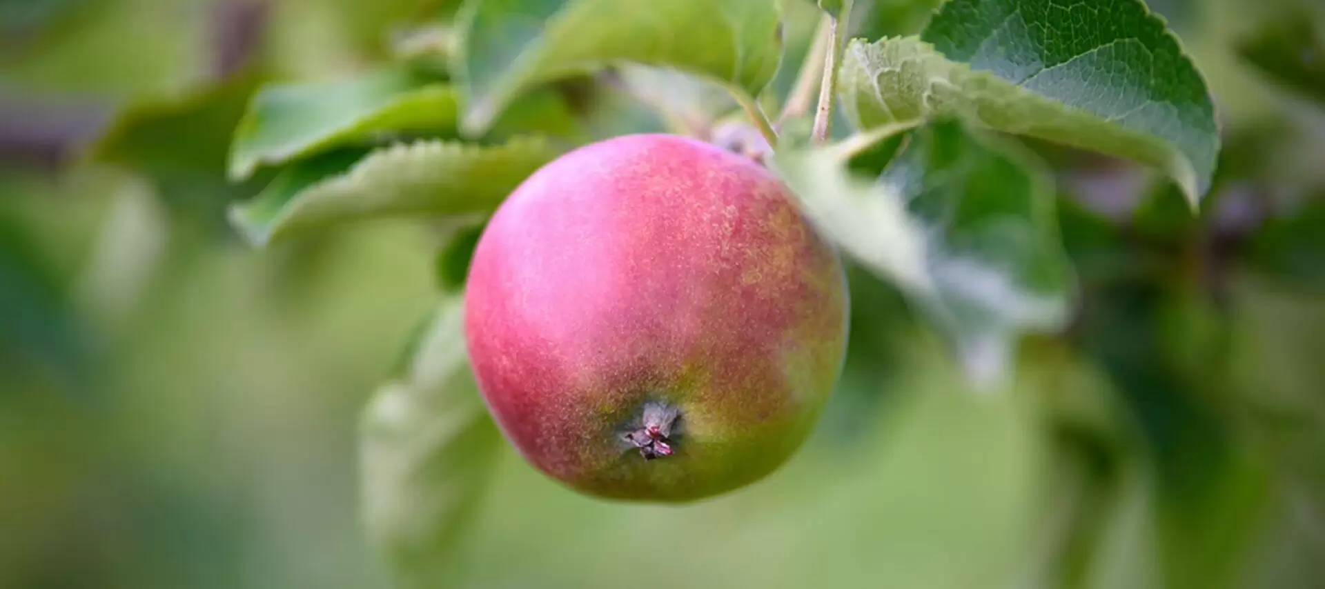 wellness-apple-technique-cta-1920×854